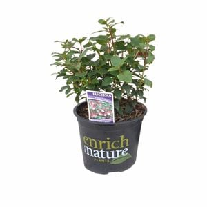 150mm Fuchsia Exotic Series