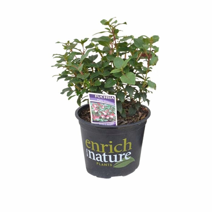 150mm Fuchsia Exotic Series