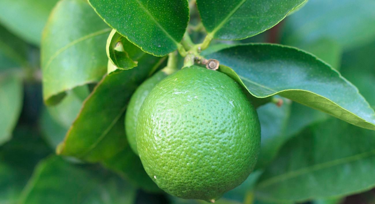 Close up of green Tahitian Limes growing on a tree