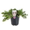 140mm Myoporum Purpurea - Myoporum parvifolium