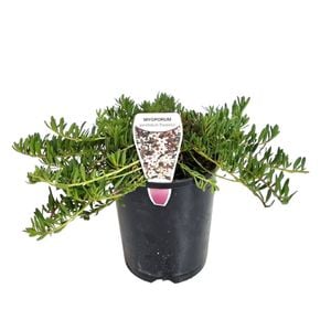 140mm Myoporum Purpurea - Myoporum parvifolium