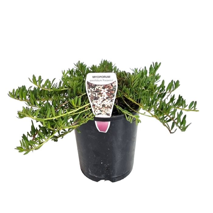 140mm Myoporum Purpurea - Myoporum parvifolium