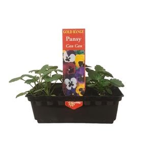 Punnet Pansy Can Can - Viola wittrockiana