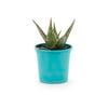 105mm Bright and Easy - Aloes for the Garden