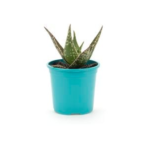 105mm Bright and Easy - Aloes for the Garden