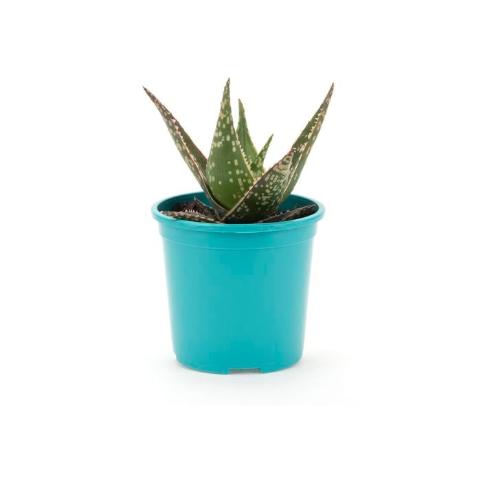 105mm Bright and Easy - Aloes for the Garden