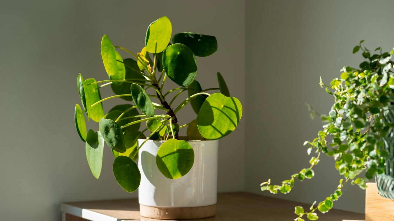 A Chinese money plant in a small white pot on a bench with round green leaves sprouting outwards in the sunlight.