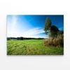 Grassland & Trees at Sunrise  Print 100% Australian Made 120 x 90cm  (Stretched)