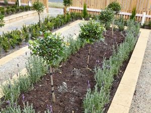 Formal garden beds with roses and lavender
