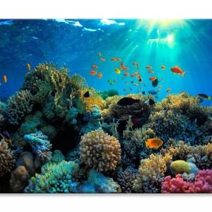 Beautiful Coral Reef and Mach Fish  Print 100% Australian Made 75 x 50cm  (Stretched)