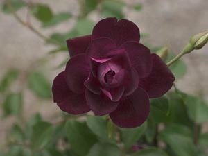 Purple rose.