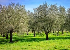 Olive trees