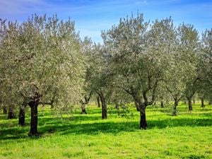 Olive trees
