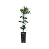 4L Grapefruit Marsh Grafted - Citrus paradisi