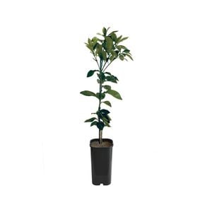 4L Grapefruit Marsh Grafted - Citrus paradisi