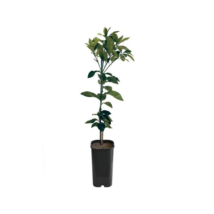 4L Grapefruit Marsh Grafted - Citrus paradisi
