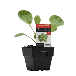 100mm Brussel Sprout Sublime - Brassica oleracea hybrid