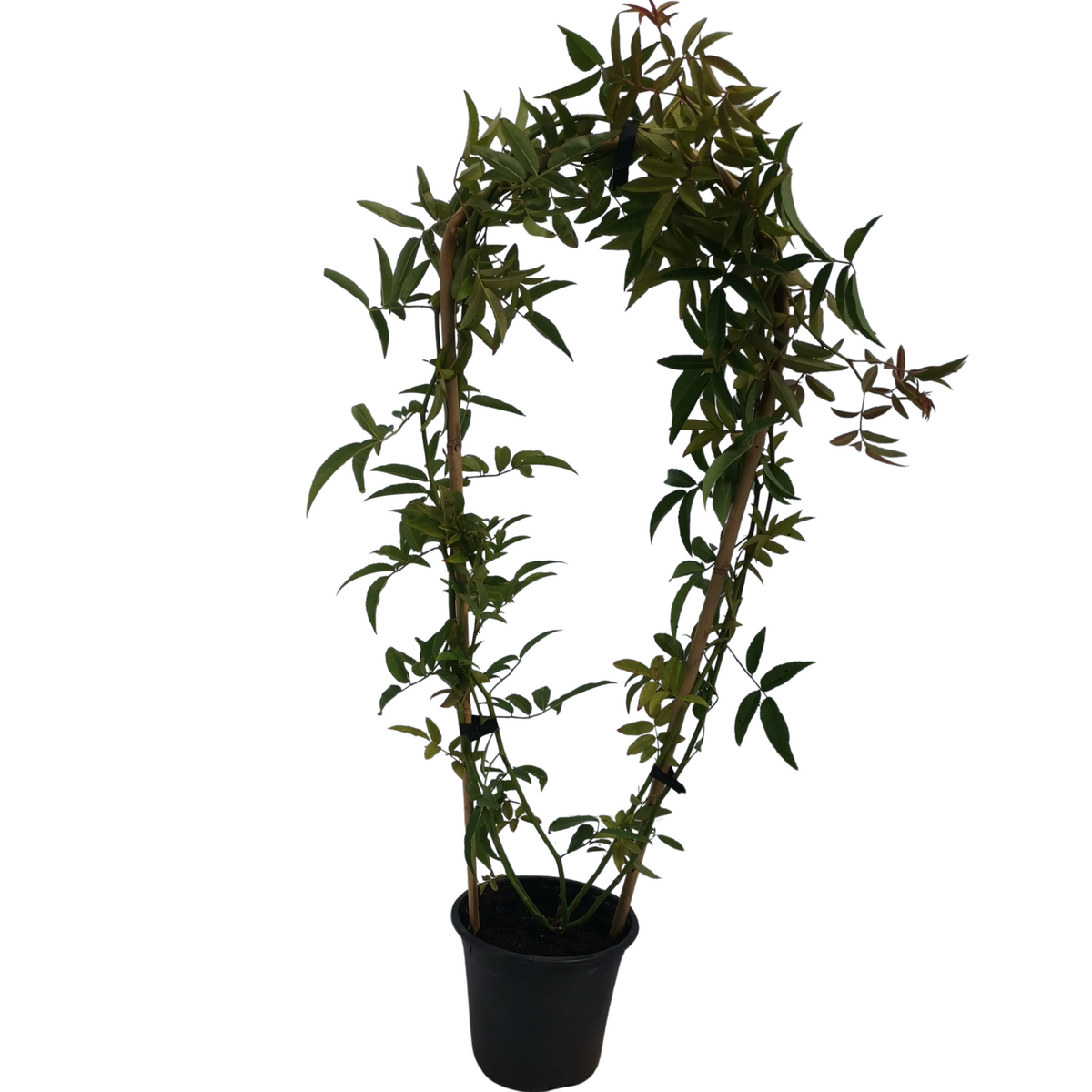 2.5L Rose Climbing Banksia Lutea - Rosa - Bunnings New Zealand