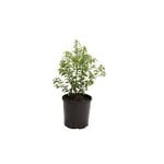 140mm Pittosporum Green Pillar - Pittosporaceae