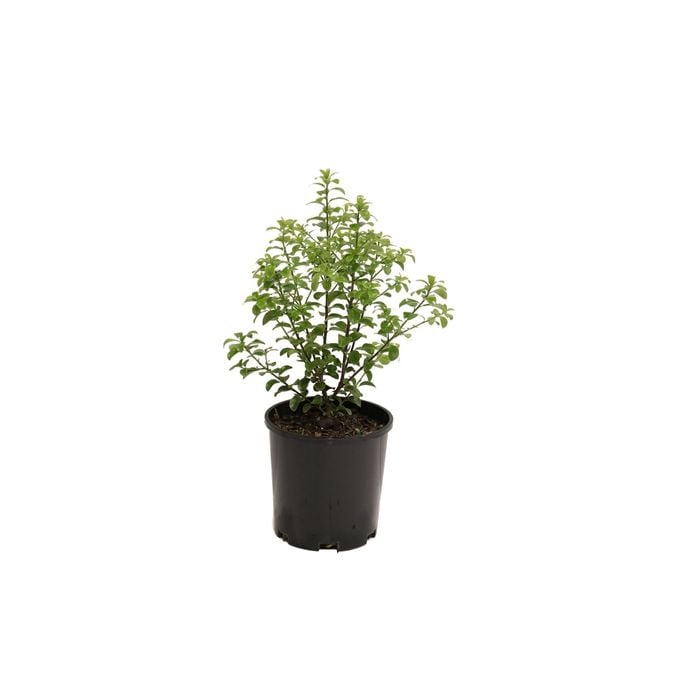 140mm Pittosporum Green Pillar - Pittosporaceae