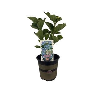 2.5L Hydrangea Blueberries and Cream