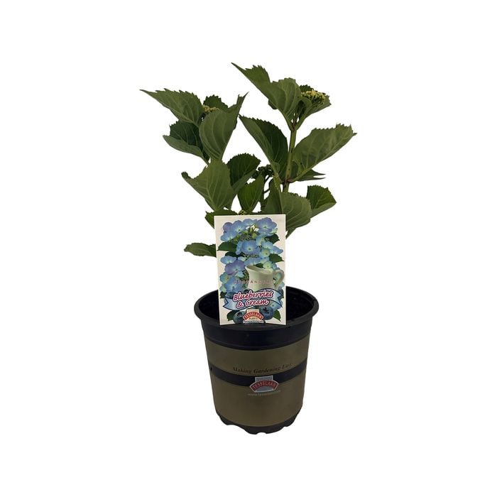 2.5L Hydrangea Blueberries and Cream