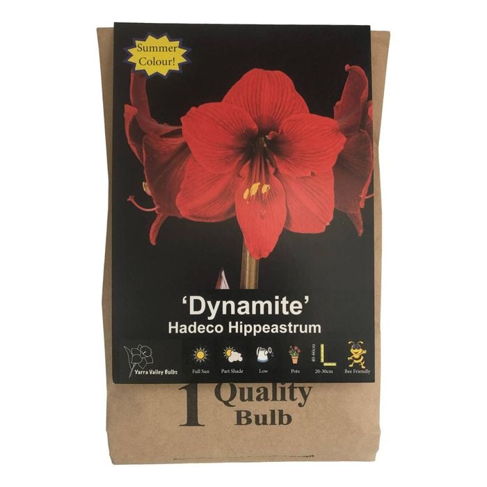 Yarra Valley Bulbs Hippeastrum Dynamite - 1 Pack