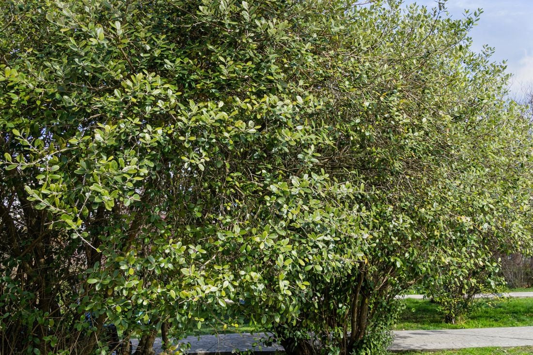Feijoa trees in an orchard
