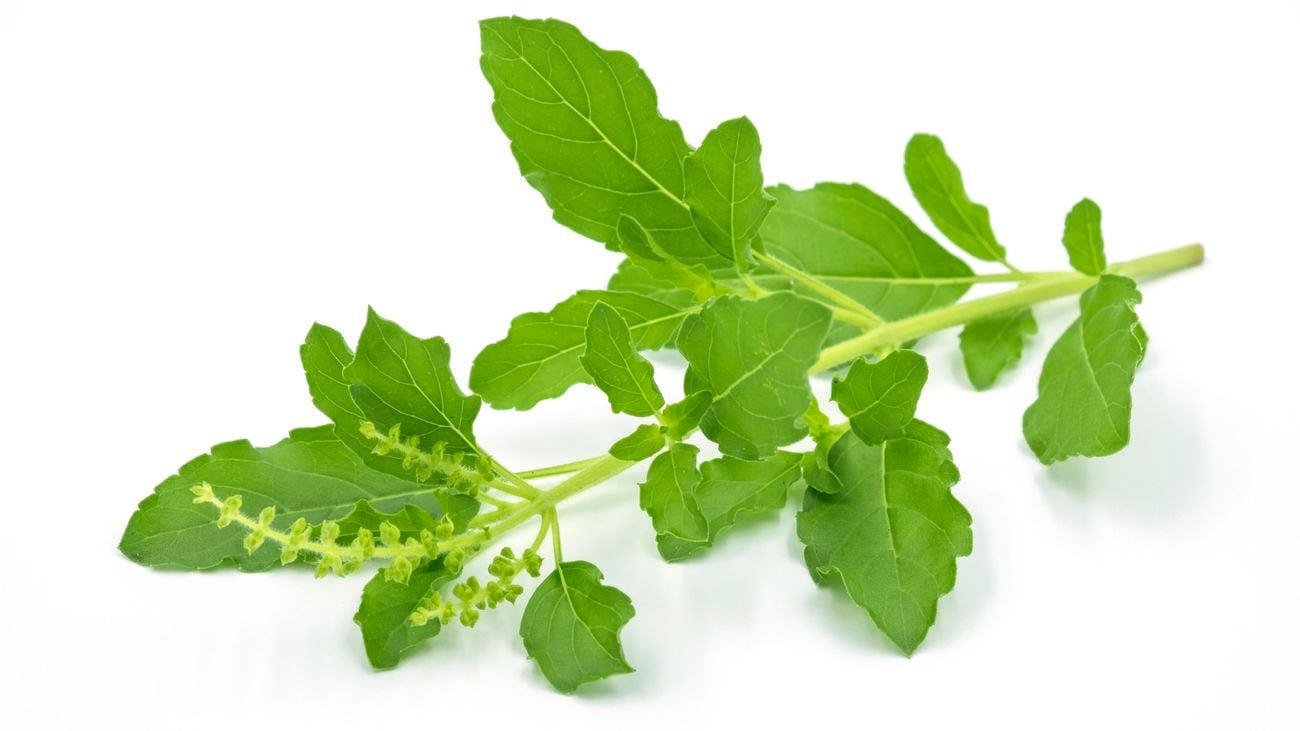 Tulsi, or holy basil leaves