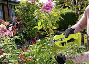 Hands using a cordless power secateur to prune a rose bush with pink flowers