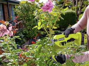 Hands using a cordless power secateur to prune a rose bush with pink flowers