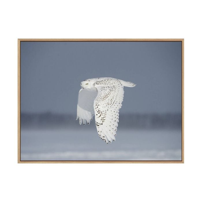 Artey | Owl in Flight IV - Framed Canvas - Natural Frame - 45 x 60cm