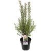 200mm Pinnacle - Pittosporum tenuifolium
