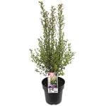 200mm Pinnacle - Pittosporum tenuifolium