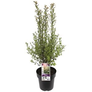 200mm Pinnacle - Pittosporum tenuifolium