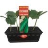 Punnet Cucumber Long Green - Cucumis sativis - Grow Your Own Range