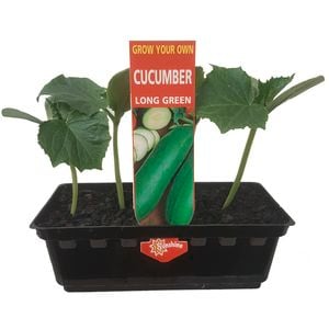 Punnet Cucumber Long Green - Cucumis sativis - Grow Your Own Range