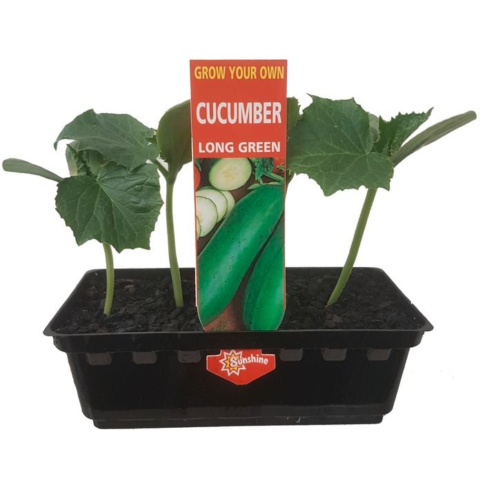 Punnet Cucumber Long Green - Cucumis sativis - Grow Your Own Range