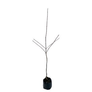 450mm Dogwood - Cornus florida Eddie's White Wonder