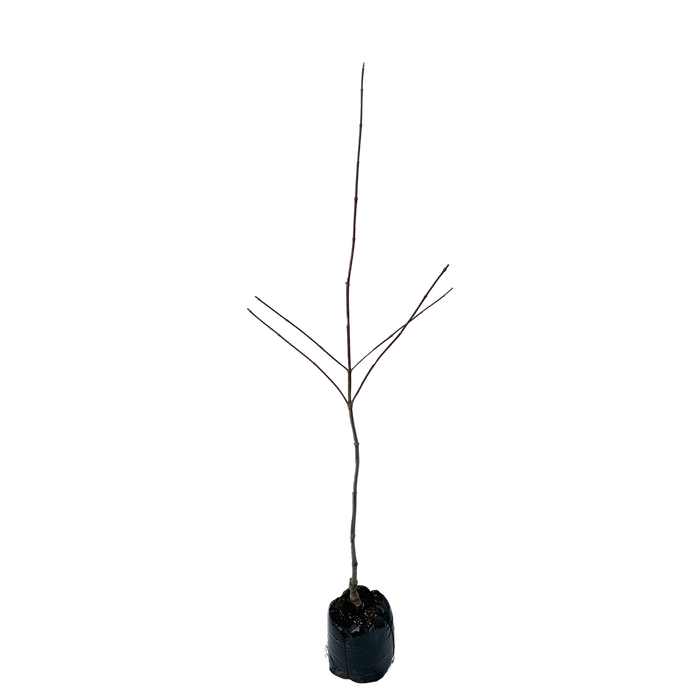 450mm Dogwood - Cornus florida Eddie's White Wonder