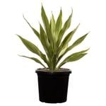 300mm Gymea Lily - Doryanthes excelsa