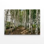 Path Winding Through a Forest  Print 100% Australian Made 90 x 60cm  (Stretched)