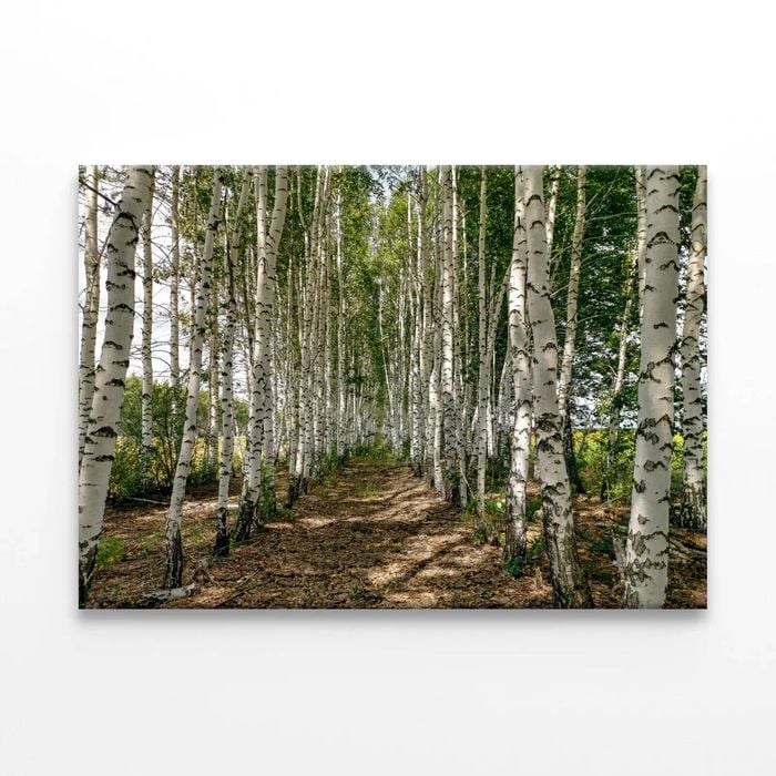 Path Winding Through a Forest  Print 100% Australian Made 90 x 60cm  (Stretched)