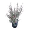 4L Tea Tree / Manuka -  Leptospermum Wiri Joan