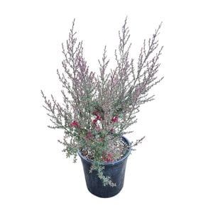 4L Tea Tree / Manuka -  Leptospermum Wiri Joan