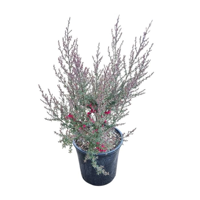 4L Tea Tree / Manuka -  Leptospermum Wiri Joan