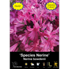 Yarra Valley Bulbs Nerine Bowdenii - 1 Pack