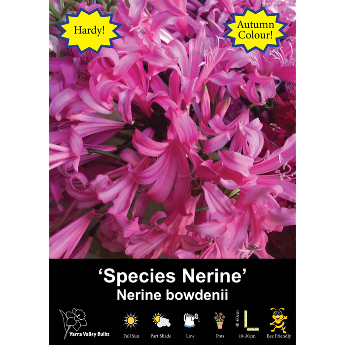 Yarra Valley Bulbs Nerine Bowdenii - 1 Pack