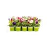 100mm Potted Colour - Assorted Annuals