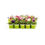 100mm Potted Colour - Assorted Annuals